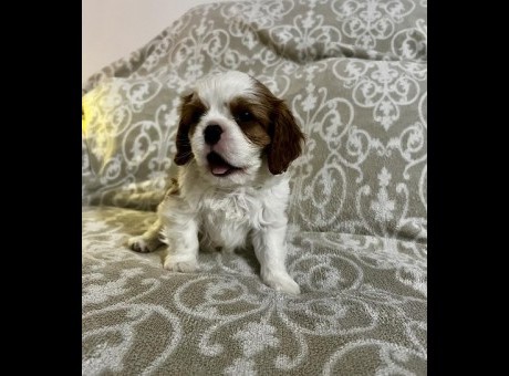 1 kavalijer  vr0126.jpg